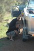 Bush mechanics in action